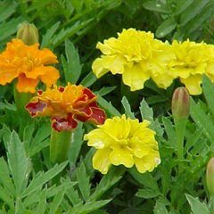 Marigold — Emerald, VIC — Emerald Gardens Nursery