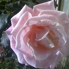 Mary Mackillop — Emerald, VIC — Emerald Gardens Nursery