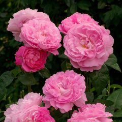 Mary Rose — Emerald, VIC — Emerald Gardens Nursery