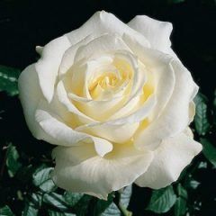 Memoire — Emerald, VIC — Emerald Gardens Nursery