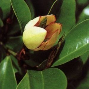 Michelia ‘Port Wine Magnolia’ — Emerald, VIC — Emerald Gardens Nursery