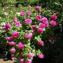 Mme Issaac Pereire — Emerald, VIC — Emerald Gardens Nursery