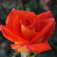 Monica — Emerald, VIC — Emerald Gardens Nursery