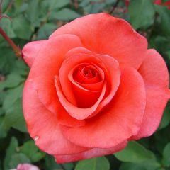 Montezuma — Emerald, VIC — Emerald Gardens Nursery