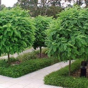 Standard Ficus — Emerald, VIC — Emerald Gardens Nursery