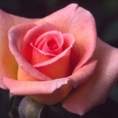 Mothers Love — Emerald, VIC — Emerald Gardens Nursery