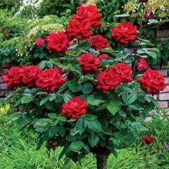 Mr Lincoln — Emerald, VIC — Emerald Gardens Nursery