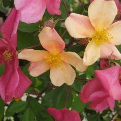 Mutabilis — Emerald, VIC — Emerald Gardens Nursery