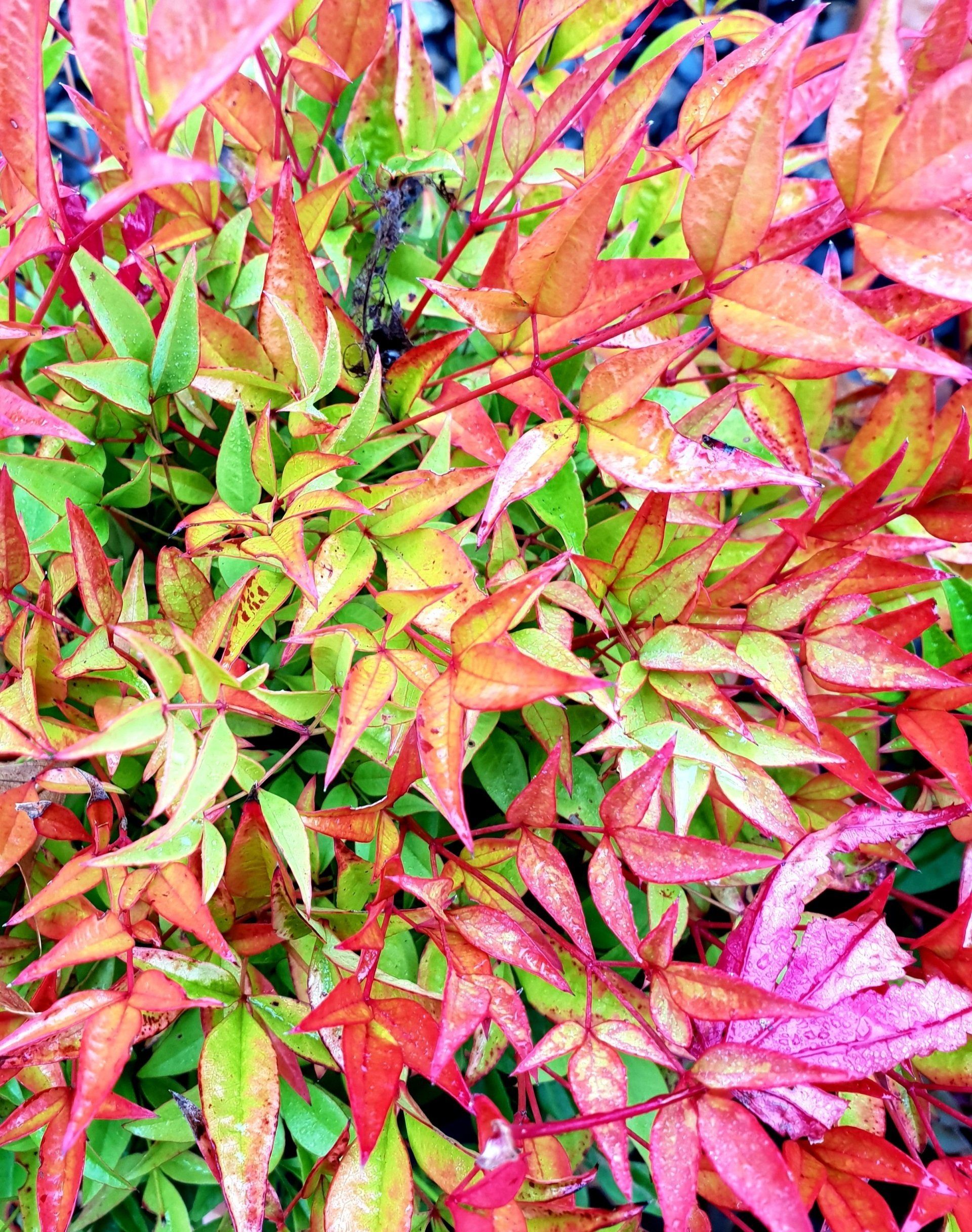 Nandina Moonbay — Emerald, VIC — Emerald Gardens Nursery