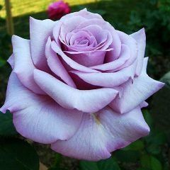 Neptune — Emerald, VIC — Emerald Gardens Nursery