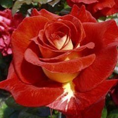 New Kleopatra — Emerald, VIC — Emerald Gardens Nursery