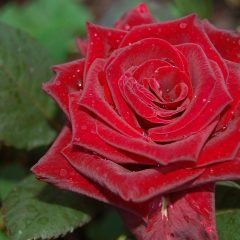 Norita — Emerald, VIC — Emerald Gardens Nursery