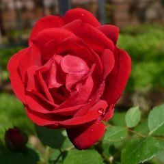 Oklahoma — Emerald, VIC — Emerald Gardens Nursery