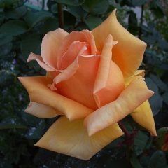 Old Timer — Emerald, VIC — Emerald Gardens Nursery