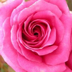 Olde Fragrance — Emerald, VIC — Emerald Gardens Nursery