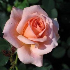 Olivia Newton John — Emerald, VIC — Emerald Gardens Nursery