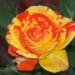 Oranges and Lemons — Emerald, VIC — Emerald Gardens Nursery