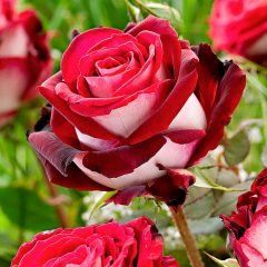 Osiria — Emerald, VIC — Emerald Gardens Nursery