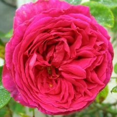 Othello — Emerald, VIC — Emerald Gardens Nursery