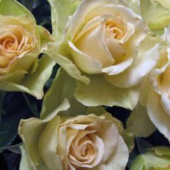 Our Vanilla — Emerald, VIC — Emerald Gardens Nursery