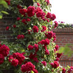 Papa Meilland Climbing Rose — Emerald, VIC — Emerald Gardens Nursery
