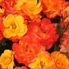 Parkinson's Passion — Emerald, VIC — Emerald Gardens Nursery