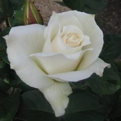 Pascali — Emerald, VIC — Emerald Gardens Nursery