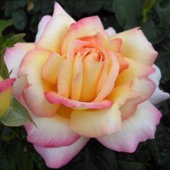 Peace — Emerald, VIC — Emerald Gardens Nursery