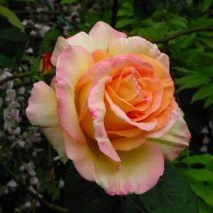 Peace Climbing Rose — Emerald, VIC — Emerald Gardens Nursery