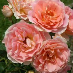 Peach Profusion — Emerald, VIC — Emerald Gardens Nursery