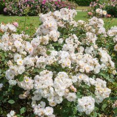 Penelope — Emerald, VIC — Emerald Gardens Nursery