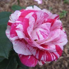 Peppermint Twist — Emerald, VIC — Emerald Gardens Nursery