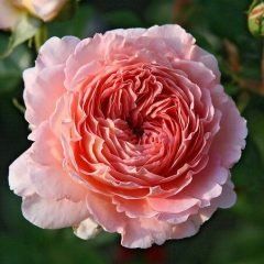 Perdita — Emerald, VIC — Emerald Gardens Nursery