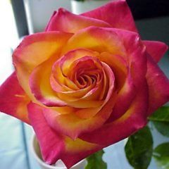 Perfect Moment — Emerald, VIC — Emerald Gardens Nursery