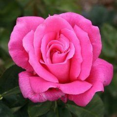 Perfume Delight — Emerald, VIC — Emerald Gardens Nursery