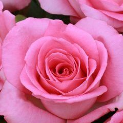 Perfume Passion — Emerald, VIC — Emerald Gardens Nursery