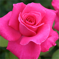 Peter Frankenfeld — Emerald, VIC — Emerald Gardens Nursery