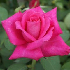 Peter Frankenfeld Climbing Rose — Emerald, VIC — Emerald Gardens Nursery