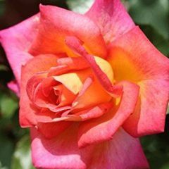 Piccadilly — Emerald, VIC — Emerald Gardens Nursery