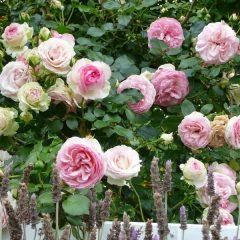 Pierre de Ronsard — Emerald, VIC — Emerald Gardens Nursery