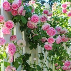 Pierre de Ronsard Climbing — Emerald, VIC — Emerald Gardens Nursery