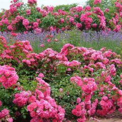 Pink Flower Carpet Rose — Emerald, VIC — Emerald Gardens Nursery