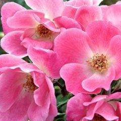 Pink Knockout — Emerald, VIC — Emerald Gardens Nursery