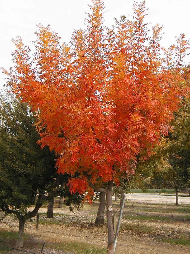 Chinese Pistachio — Emerald, VIC — Emerald Gardens Nursery