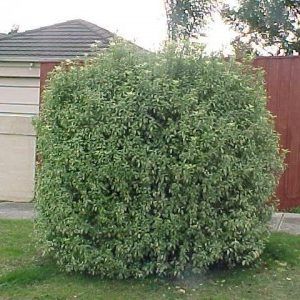 Pittosporum ‘Irene Patterson’ — Emerald, VIC — Emerald Gardens Nursery