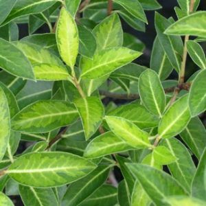 Pittosporum ‘Limelight’ — Emerald, VIC — Emerald Gardens Nursery