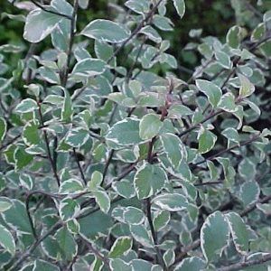 Pittosporum ‘James Stirling Variegated’ — Emerald, VIC — Emerald Gardens Nursery