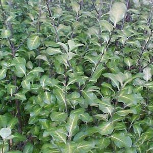Pittosporum ‘Sunburst’ — Emerald, VIC — Emerald Gardens Nursery