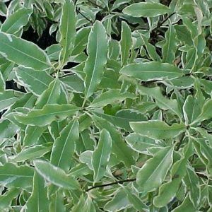 Pittosporum Eugeniodides ‘Tarata’ — Emerald, VIC — Emerald Gardens Nursery