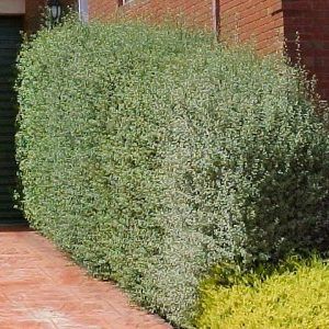 Pittosporum ‘Silver Sheen’ — Emerald, VIC — Emerald Gardens Nursery